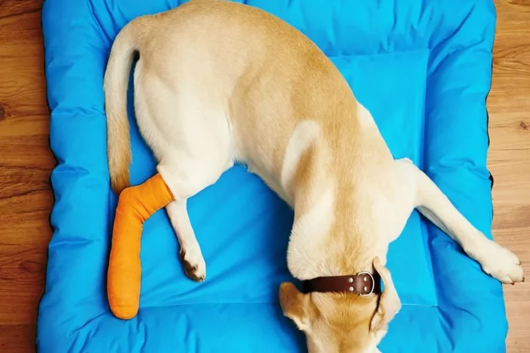 How To Fix A Dog Broken Leg